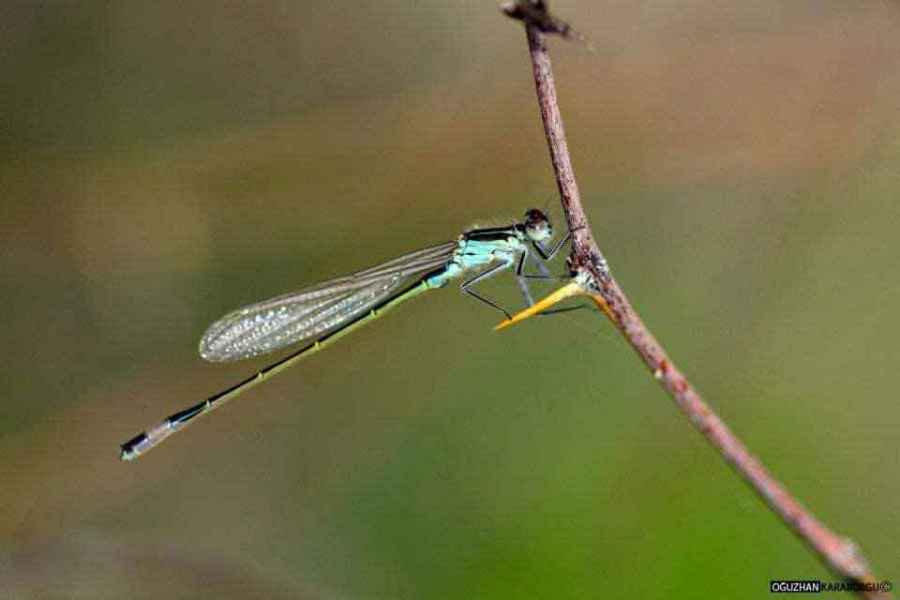 Nisan Güzellemesi 02