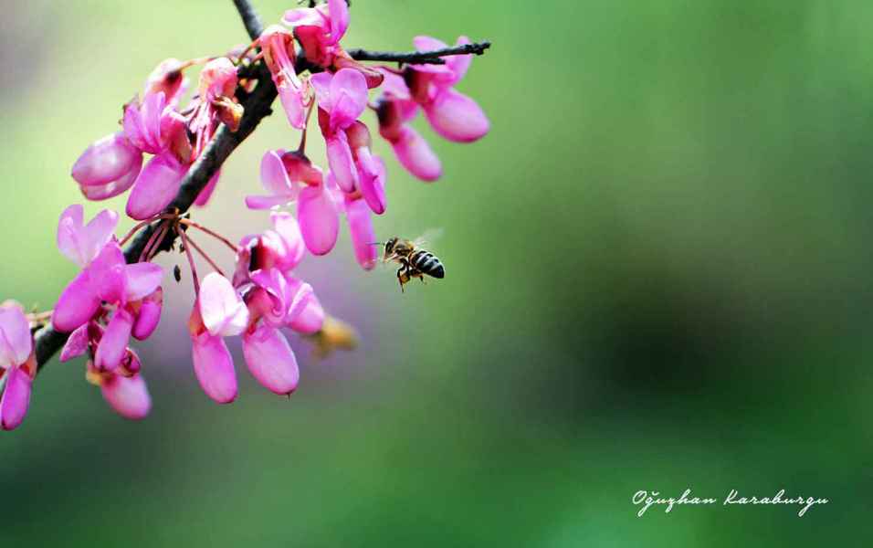 Nisan Güzellemesi 12