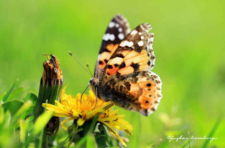 Nisan Güzellemesi 13