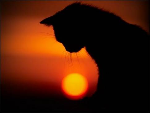 sunset-cat-640